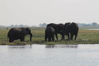 Pirschfahrt mit dem Boot im Chobe Nationalpark