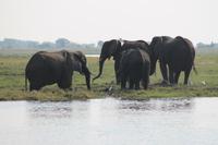 Pirschfahrt mit dem Boot im Chobe Nationalpark
