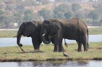 Pirschfahrt mit dem Boot im Chobe Nationalpark