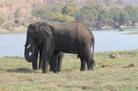 Pirschfahrt mit dem Boot im Chobe Nationalpark