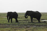 Pirschfahrt mit dem Boot im Chobe Nationalpark