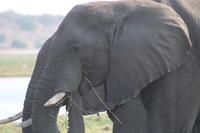 Pirschfahrt mit dem Boot im Chobe Nationalpark