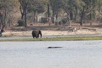 Pirschfahrt mit dem Boot im Chobe Nationalpark