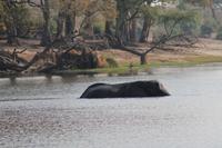 Elefant beim schwimmen