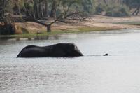 Elefant beim schwimmen