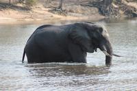 Pirschfahrt mit dem Boot im Chobe Nationalpark