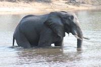 Pirschfahrt mit dem Boot im Chobe Nationalpark
