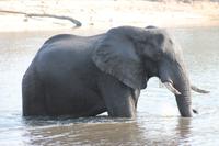 Pirschfahrt mit dem Boot im Chobe Nationalpark