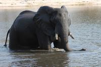 Pirschfahrt mit dem Boot im Chobe Nationalpark