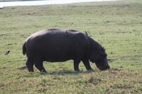Pirschfahrt mit dem Boot im Chobe Nationalpark