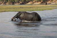 Pirschfahrt mit dem Boot im Chobe Nationalpark