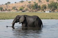 Pirschfahrt mit dem Boot im Chobe Nationalpark