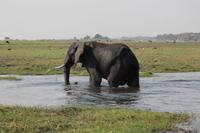 Pirschfahrt mit dem Boot im Chobe Nationalpark
