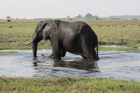 Pirschfahrt mit dem Boot im Chobe Nationalpark