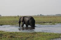 Pirschfahrt mit dem Boot im Chobe Nationalpark
