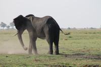 Pirschfahrt mit dem Boot im Chobe Nationalpark