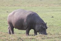 Pirschfahrt mit dem Boot im Chobe Nationalpark
