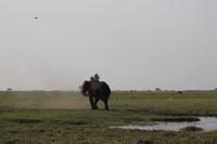 Pirschfahrt mit dem Boot im Chobe Nationalpark