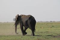 Pirschfahrt mit dem Boot im Chobe Nationalpark