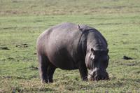 Pirschfahrt mit dem Boot im Chobe Nationalpark