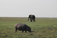 Pirschfahrt mit dem Boot im Chobe Nationalpark