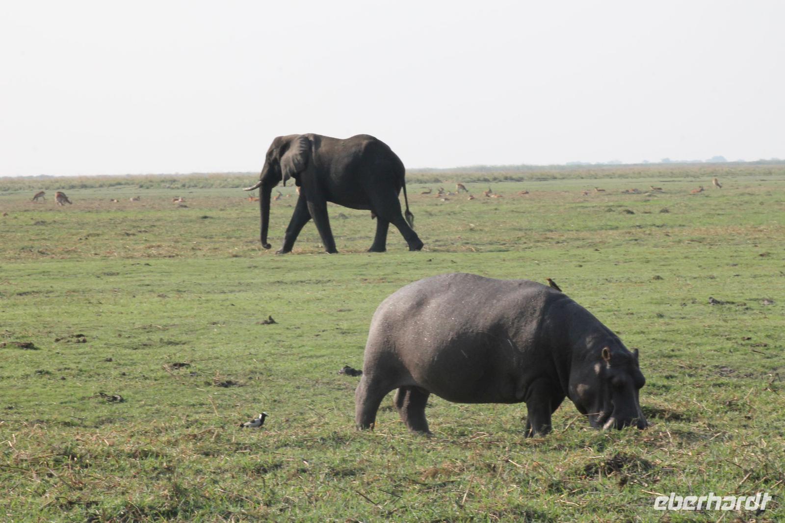 Pirschfahrt mit dem Boot im Chobe Nationalpark