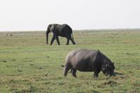 Pirschfahrt mit dem Boot im Chobe Nationalpark