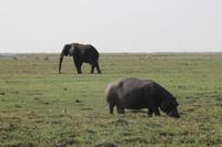 Pirschfahrt mit dem Boot im Chobe Nationalpark