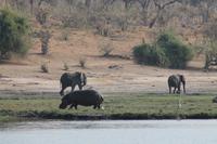 Pirschfahrt mit dem Boot im Chobe Nationalpark