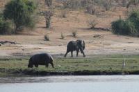 Pirschfahrt mit dem Boot im Chobe Nationalpark