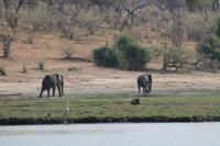 Pirschfahrt mit dem Boot im Chobe Nationalpark