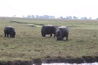 Pirschfahrt mit dem Boot im Chobe Nationalpark