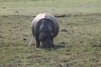 Pirschfahrt mit dem Boot im Chobe Nationalpark