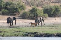 Pirschfahrt mit dem Boot im Chobe Nationalpark