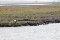 Pirschfahrt mit dem Boot im Chobe Nationalpark