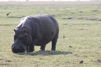 Pirschfahrt mit dem Boot im Chobe Nationalpark
