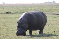Pirschfahrt mit dem Boot im Chobe Nationalpark
