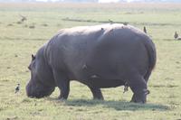 Pirschfahrt mit dem Boot im Chobe Nationalpark