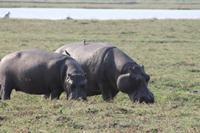Pirschfahrt mit dem Boot im Chobe Nationalpark