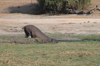 Pirschfahrt mit dem Boot im Chobe Nationalpark