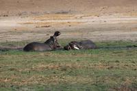 Pirschfahrt mit dem Boot im Chobe Nationalpark