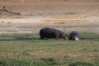 Pirschfahrt mit dem Boot im Chobe Nationalpark