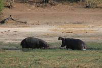 Pirschfahrt mit dem Boot im Chobe Nationalpark