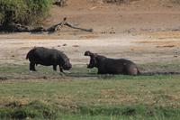 Pirschfahrt mit dem Boot im Chobe Nationalpark