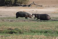 Pirschfahrt mit dem Boot im Chobe Nationalpark