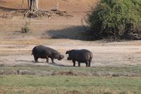 Pirschfahrt mit dem Boot im Chobe Nationalpark