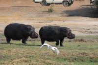 Pirschfahrt mit dem Boot im Chobe Nationalpark