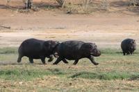 Pirschfahrt mit dem Boot im Chobe Nationalpark