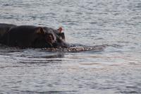 Pirschfahrt mit dem Boot im Chobe Nationalpark