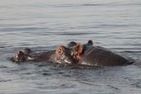 Pirschfahrt mit dem Boot im Chobe Nationalpark
